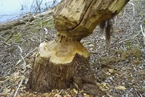 Nature Conservation Germany Drucke: Beaver bite, beaver damage, tree trunk