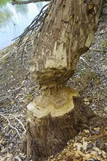 Beaver Damage Germany Drucke: Beaver bite, beaver damage, tree trunk