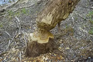 Nature Conservation Germany Drucke: Beaver bite, beaver damage, tree trunk