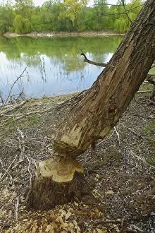 Nature Conservation Germany Drucke: Beaver bite, beaver damage, tree trunk
