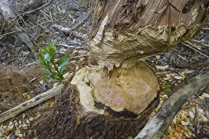 Beaver Damage Germany Drucke: Beaver bite, beaver damage, tree trunk