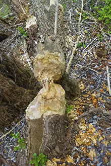 Nature Conservation Germany Drucke: Beaver bite, beaver damage, tree trunk