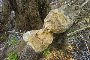 Beaver Damage Germany Drucke: Beaver bite, beaver damage, tree trunk