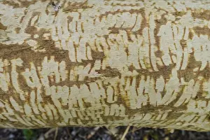 Nature Conservation Germany Drucke: Beaver bite, beaver damage, tree trunk