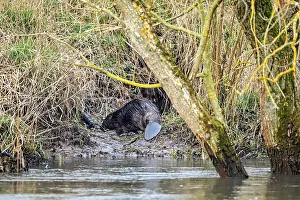 Drucke von Ein Biber am Ufer eines Flusses mit einem Baumstamm, umgeben von Vegetation, Der Biber an der Werra bei Herleshausen in Deutschland (Castoridae) Biber Drucke: Ein Biber am Ufer mit einem Baumstamm.