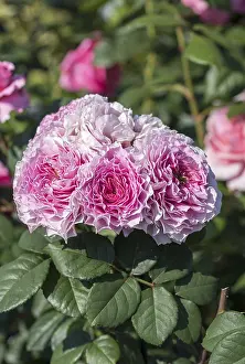 Empty Landscape With Blooms Drucke: Bedding rose (Rosa EISVOGEL)