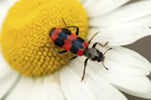 Bee Beetle Drucke: Bee beetle, bee wolf, common bee beetle