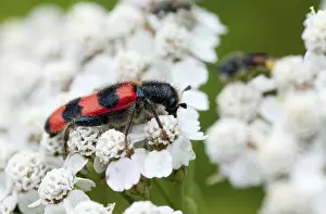Bee Beetle Drucke: Bee beetle, bee wolf, common bee beetle