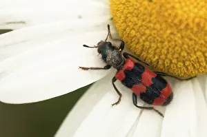 Bee Beetle Drucke: Bee beetle, bee wolf, common bee beetle