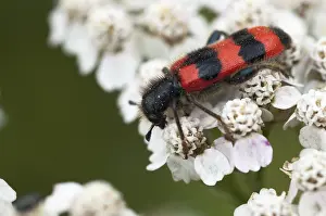 Bee Beetle Drucke: Bee beetle, bee wolf, common bee beetle