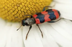 Bee Beetle Drucke: Bee beetle, bee wolf, common bee beetle