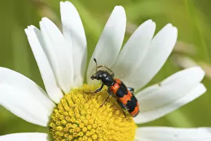 Bee Beetle Drucke: Bee beetle, bee wolf, common bee beetle
