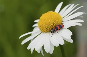 Drucke von Bienenkäfer, Bienenwolf, Gemeiner Bienenkäfer, Riesenkäfer, Riesenwolf, Trichodes apiarius, Käfer, Coleoptera , Insekten , Käfer Schachbrettkäfer Drucke: Bienenkäfer, Bienenwolf, Gemeiner Bienenkäfer