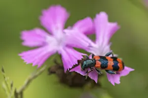 Wildlife Photography Insects Drucke: Bee beetle, bee wolf, common bee beetle