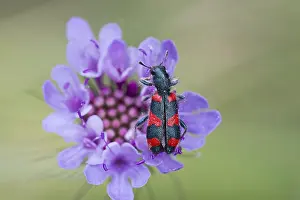 Gray Wolf Predator Animal Drucke: Bee beetle (Trichodes apiarius) on flower