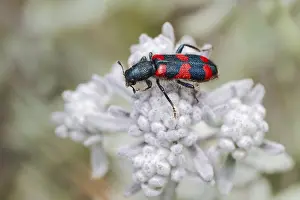 Gray Wolf Predator Animal Drucke: Bee beetle (Trichodes apiarius) on flower