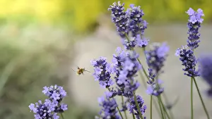 Common Lavender Plant Drucke: A bee is captured in mid-flight