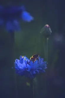 Nature Insect Images Drucke: Bee in a Cornflower