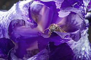 Iris Blossom Close Up Drucke: A bee is deep inside a purple iris flower