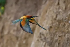 Deserted Landscape Bird Drucke: Bee-eater