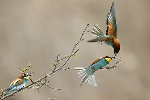 European Bee Eater Drucke: Bee-eater (Merops apiaster) in action on a branch