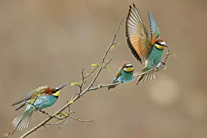 European Bee Eater Drucke: Bee-eater (Merops apiaster) in action on a branch