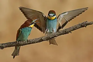 European Bee Eater Drucke: Bee-eater (Merops apiaster) in action on a branch