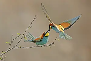European Bee Eater Drucke: Bee-eater (Merops apiaster) in action on a branch
