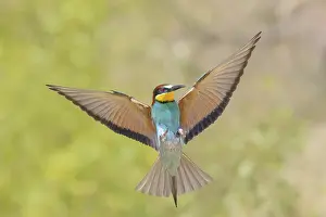 Migratory Bird Drucke: Bee-eater (Merops apiaster) approaching the breeding den