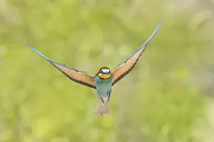 Europäische Bienenfresser Drucke: Schleiereule (Merops apiaster) nähert sich dem Brutnest.