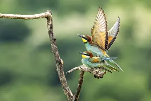 Balkan Peninsula Animals Drucke: Bee-eater (Merops apiaster), birds copulating on branches
