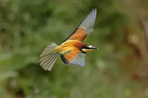 European Bee Eater Drucke: Bee-eater (Merops apiaster) flying