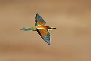 European Bee Eater Drucke: Bee-eater (Merops apiaster) flying