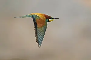 European Bee Eater Drucke: Bee-eater (Merops apiaster) flying