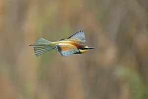 European Bee Eater Drucke: Bee-eater (Merops apiaster) flying