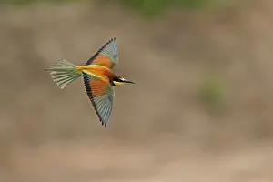 European Bee Eater Drucke: Bee-eater (Merops apiaster) flying