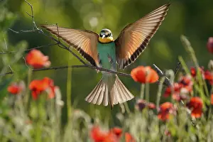 European Bee Eater Drucke: Bee-eater (Merops apiaster) flying on branch