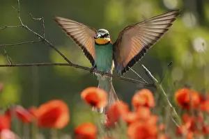 European Bee Eater Drucke: Bee-eater (Merops apiaster) flying on branch