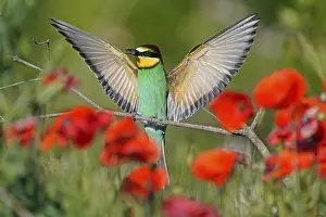 European Bee Eater Drucke: Bee-eater (Merops apiaster) flying on branch