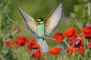European Bee Eater Drucke: Bee-eater (Merops apiaster) flying on branch