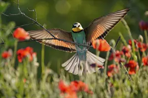 European Bee Eater Drucke: Bee-eater (Merops apiaster) flying on branch