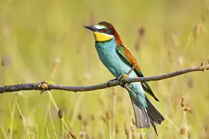 Attentive Bird Species Drucke: Bee-eater (Merops apiaster) Hungary