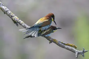 Europäische Bienenfresser Drucke: Bienenfresser (Merops apiaster), Paarung.