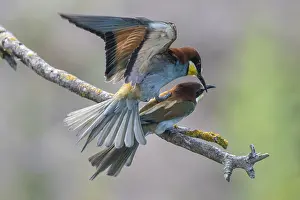 Europäische Bienenfresser Drucke: Bienenfresser (Merops apiaster), Paarung.