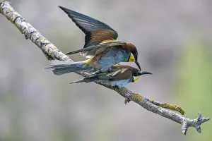 Europäische Bienenfresser Drucke: Bienenfresser (Merops apiaster), Paarung.