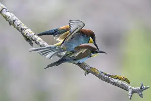 Europäische Bienenfresser Drucke: Schwalbenstar (Merops apiaster), Paarung.