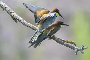 Europäische Bienenfresser Drucke: Bienenfresser (Merops apiaster), Paarung.