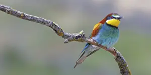 Europäische Bienenfresser Drucke: Mittelmeerwald-Sperber, Merops apiaster, Castilla y Leon, Spanien