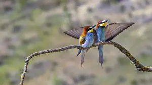 Bilder Datiert 6. Februar 2024: Schwalbenstar, Merops apiaster, Mittelmeerwald.