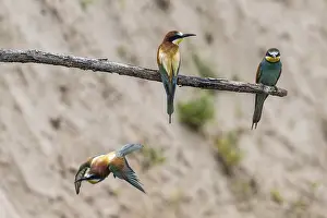 Europäische Bienenfresser Drucke: Bienenfresser (Merops apiaster), Rheinland-Pfalz.